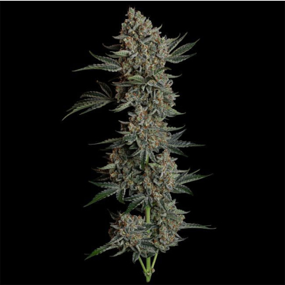 Gelato 41 BX Auto