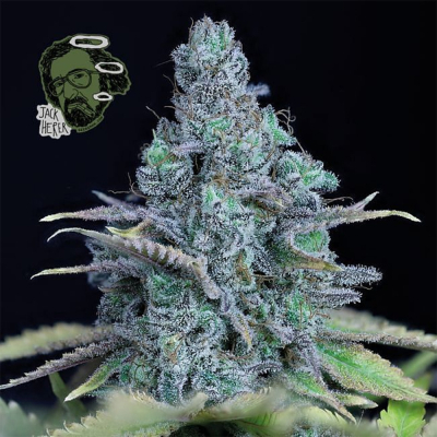 Jack Herer Feminisiert