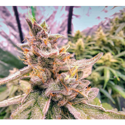 Pineapple OG Auto