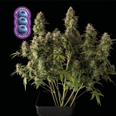 Blueberry Auto