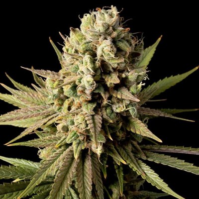 Gorilla Gas F1 Fast Feminisiert