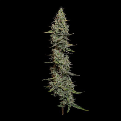 Wedding Cake Auto