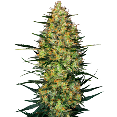 Caramellow Kush Auto