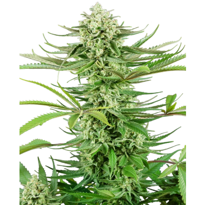 Cashew Kush Feminisiert