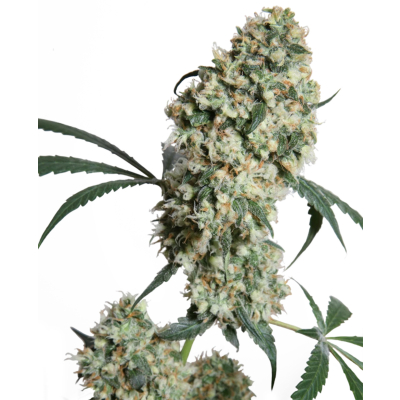 Ed Rosenthal Superbud Regulär