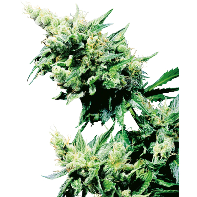 Hash Plant Regulär