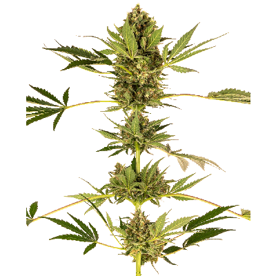 Himalayan CBD Feminisiert