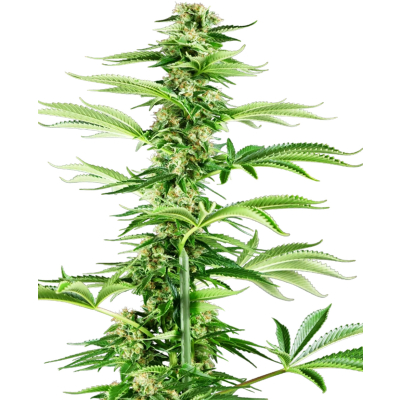 Honey Melon Haze Feminisiert