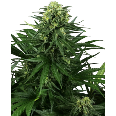 Honey Melon Kush Feminisiert