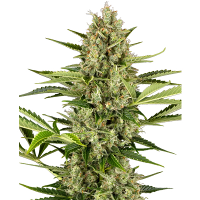 Jack Herer Auto