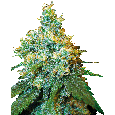 Jack Herer Regulär