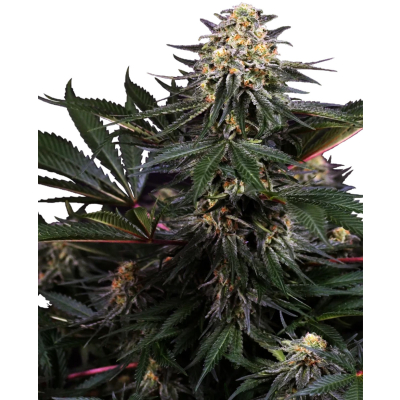 Lockdown Kush Feminisiert