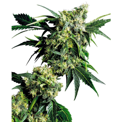 Mr Nice G13 x Hash Plant Regulär