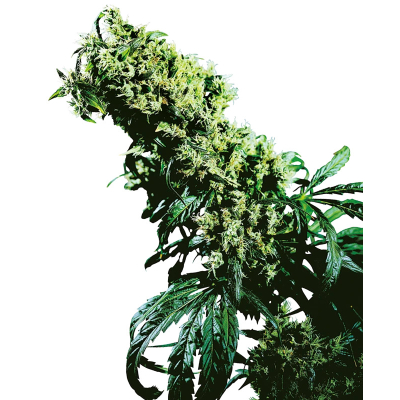 Northern Lights #5 x Haze Regulär