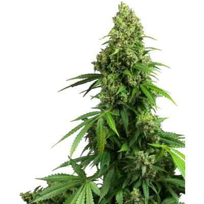 Honey Melon Kush Auto