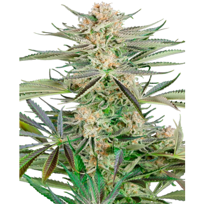 Screwdriver OG Feminisiert