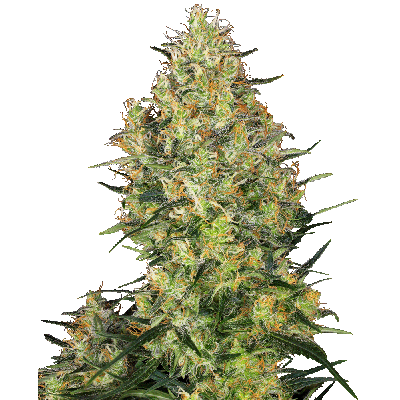 Shiva Skunk Regulär