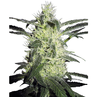 Silver Haze Regulär