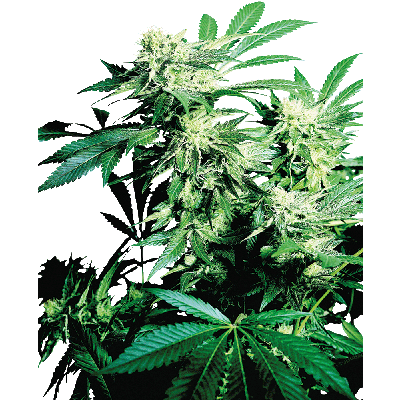 Skunk Kush Regulär