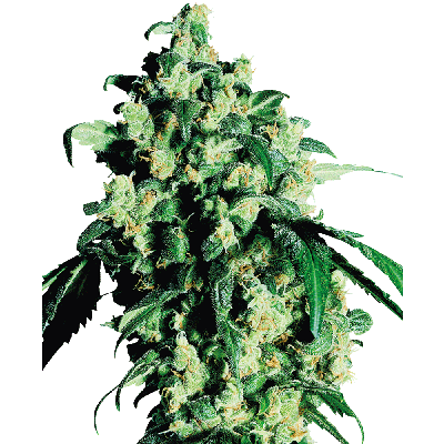Super Skunk Regulär