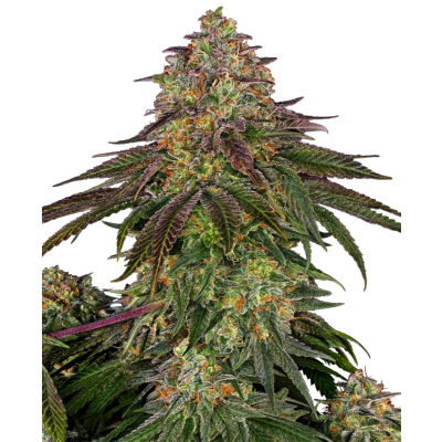 Sweet Cherry Kush Feminisiert