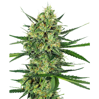 Tangerine Sugar Feminisiert
