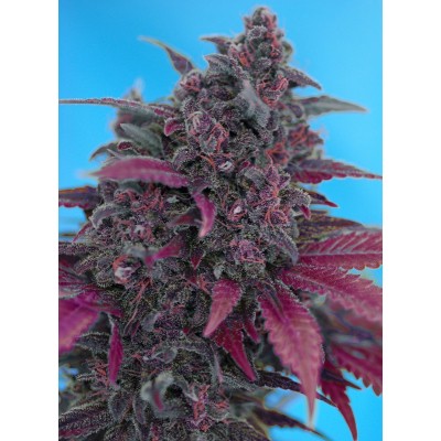 Dark Devil Auto