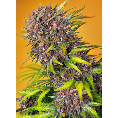 Diablo Rojo XL Auto 