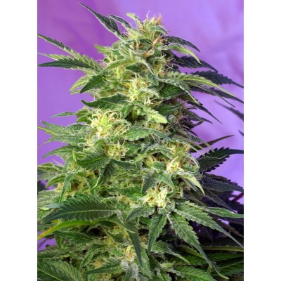 Killer Kush Auto