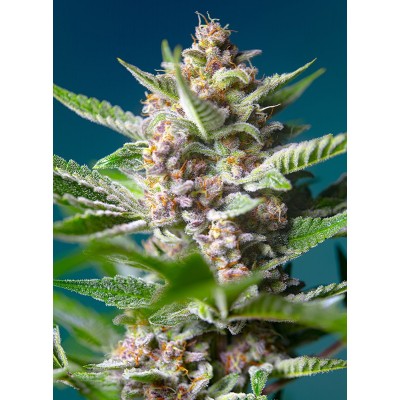 Purple Punch OG Feminisiert