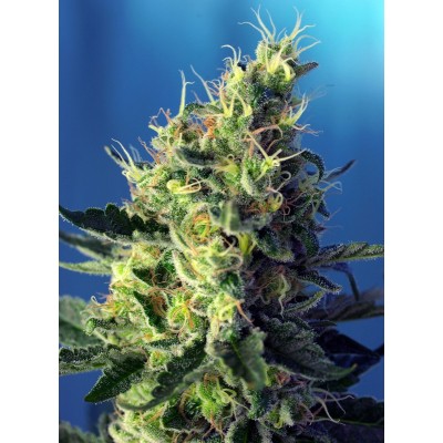 Sweet Pure CBD Feminisiert