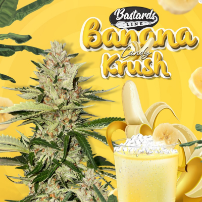 Banana Candy Krush Feminisiert