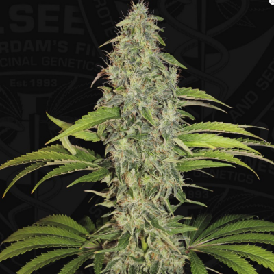 S.A.G.E. CBD Feminisiert