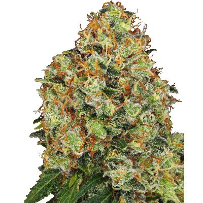 Sweet Tangerine Tango Automatic