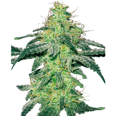 White Skunk Feminisiert