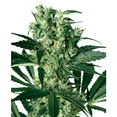 X Haze Feminisiert