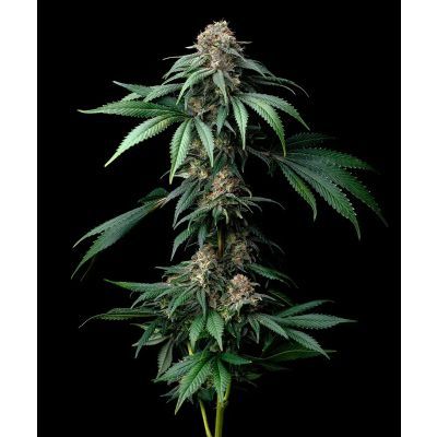 Mendo Breath Feminisiert
