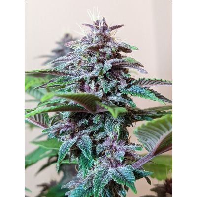Pakistan Chitral Kush Regulär