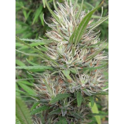 Panama x Bangi Haze Feminisiert