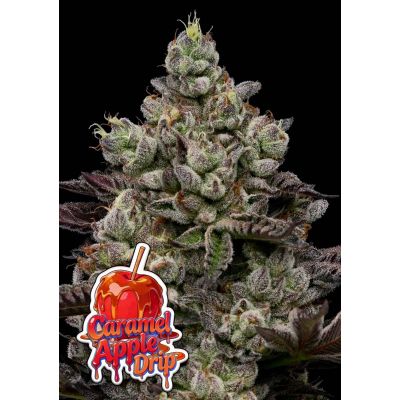 Caramel Apple Drip Feminisiert