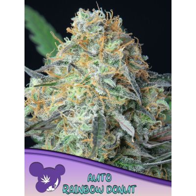 Rainbow Donut Auto
