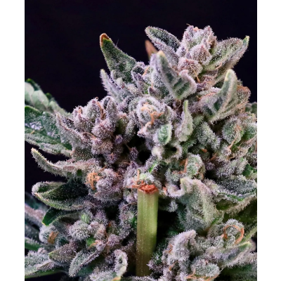Gelato 41 Feminisiert