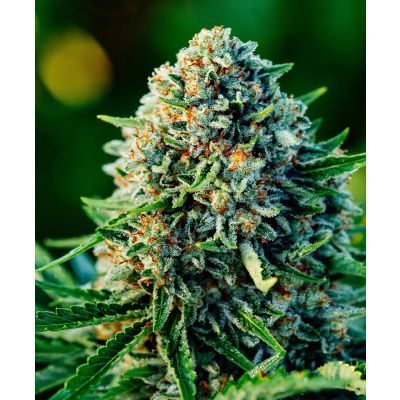 Gummibears Auto