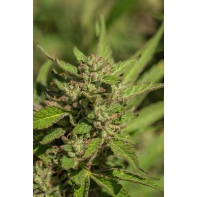 Mendo Breath Feminisiert