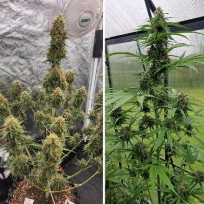 Candy Bubatz XL Auto