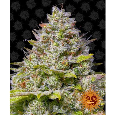 Blue Gelato 41 Feminisiert