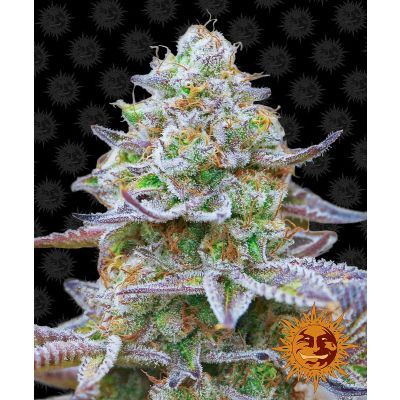 Gorilla Zkittlez Feminisiert