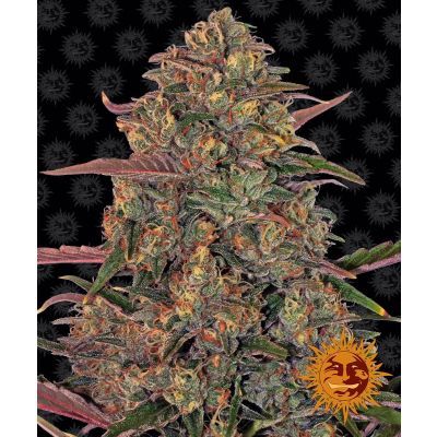 Pineapple Chunk Feminisiert