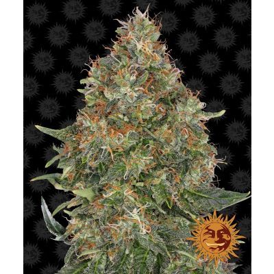 Pineapple Express Auto