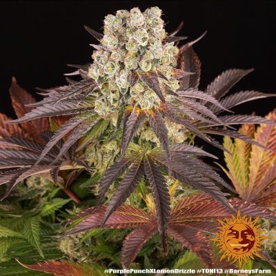 Purple Punch x Lemon Drizzle Feminisiert